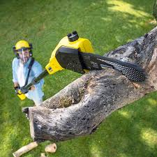 Larch Way, WA Tree Care Company