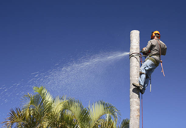 Best Arborist Consultation Services  in Larch Y, WA