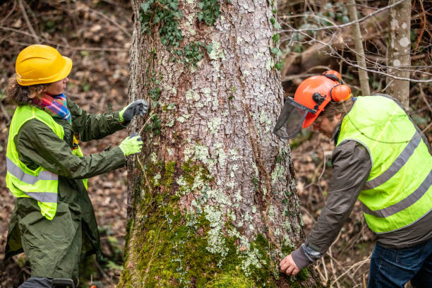 Best Hazardous Tree Removal  in Larch Y, WA