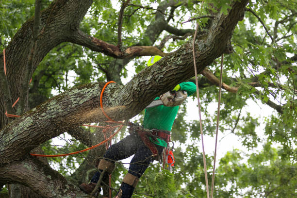  Larch Y, WA Tree Care Pros