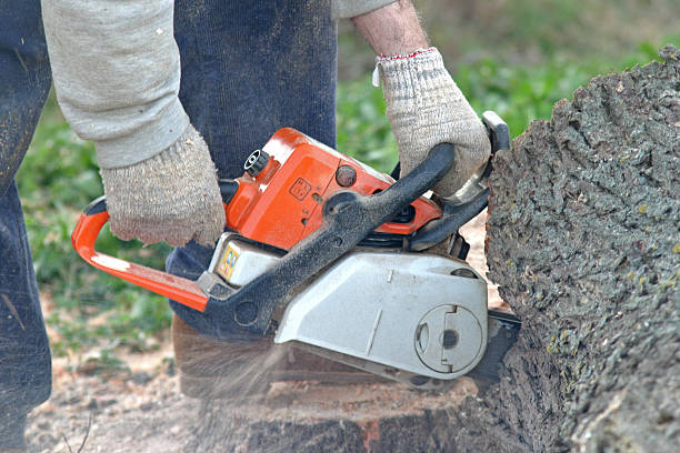 Best Utility Line Clearance  in Larch Y, WA