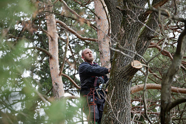 Best Tree Disease Treatment  in Larch Y, WA