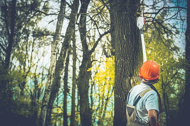 Tree and Shrub Care in Larch Way, WA