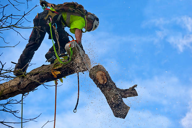 Best Soil Testing and Treatment  in Larch Y, WA